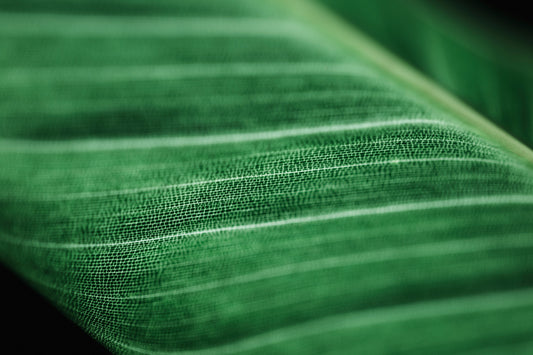 Mallas Antihierbas: La Solución Eficiente para un Jardín sin Maleza 🌱🚫