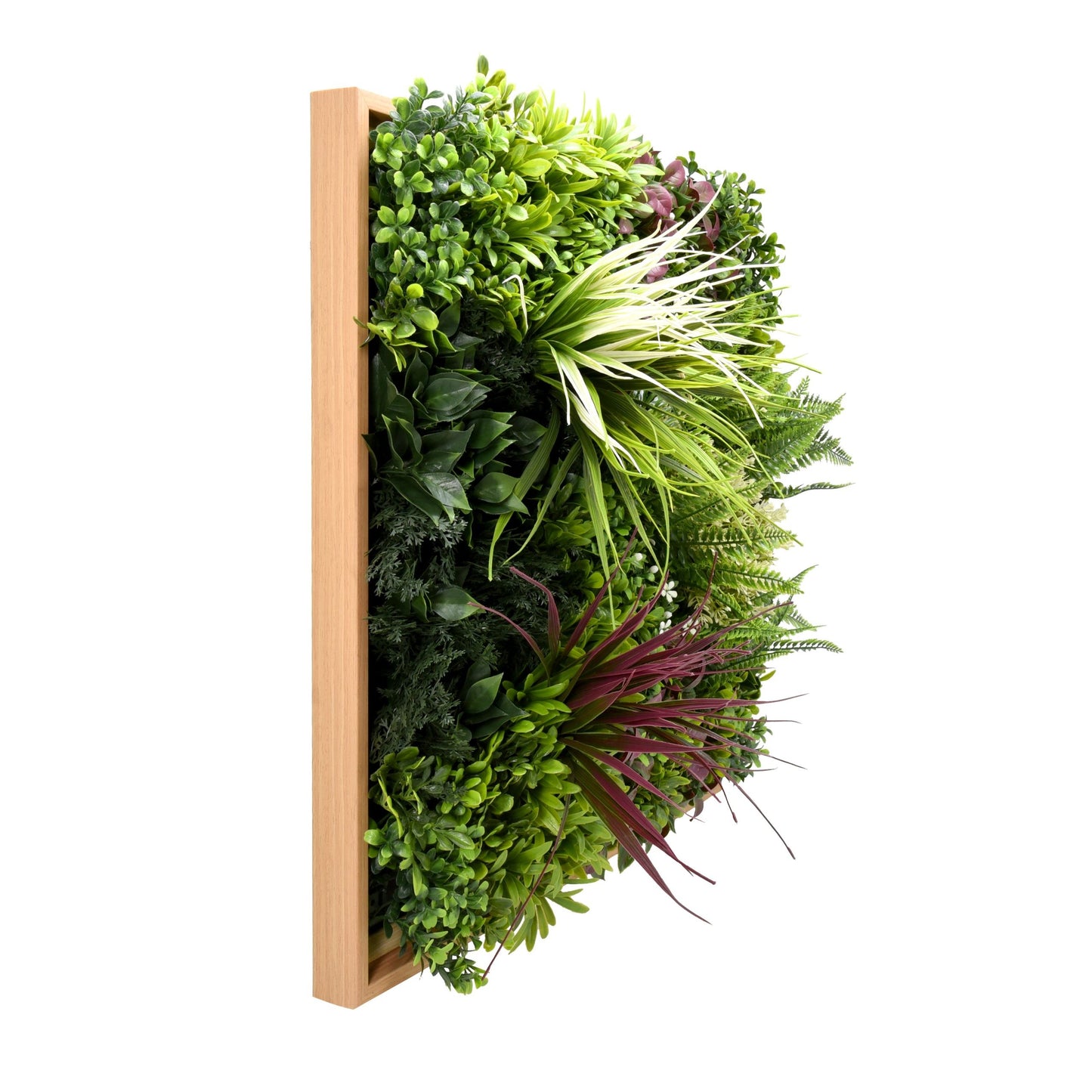 Jardin vertical Maldivas pieza 50x50 cm. marco