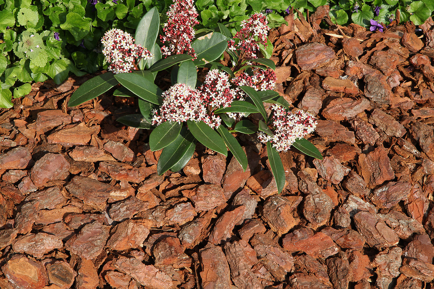 Corteza de pino. Naturplant