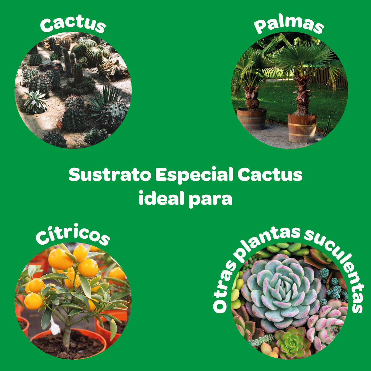 Sustrato especial cactus. 5 Litros. Naturplant.