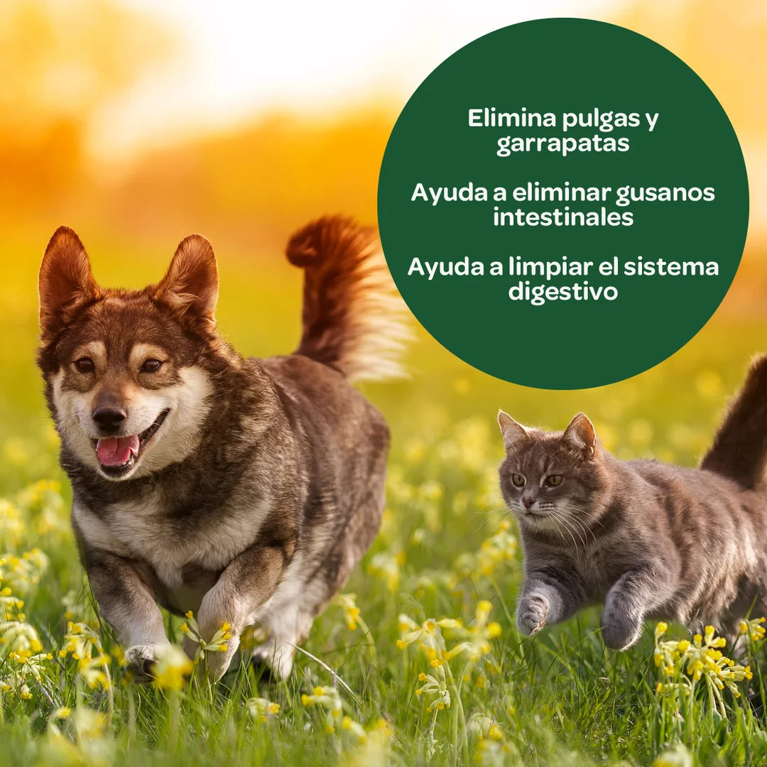 Tierra Diatomea